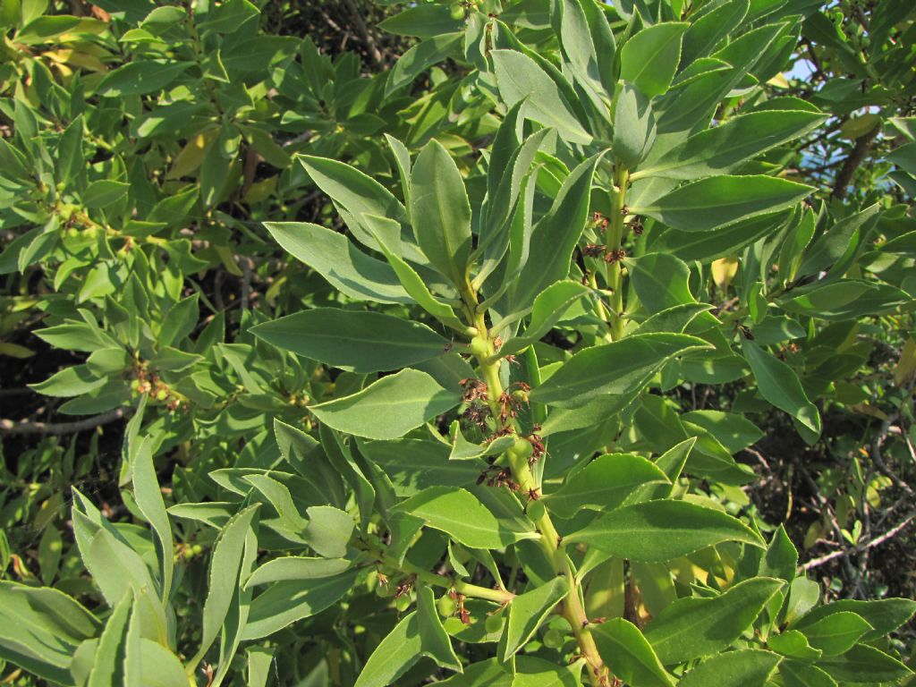 Myoporum sp.